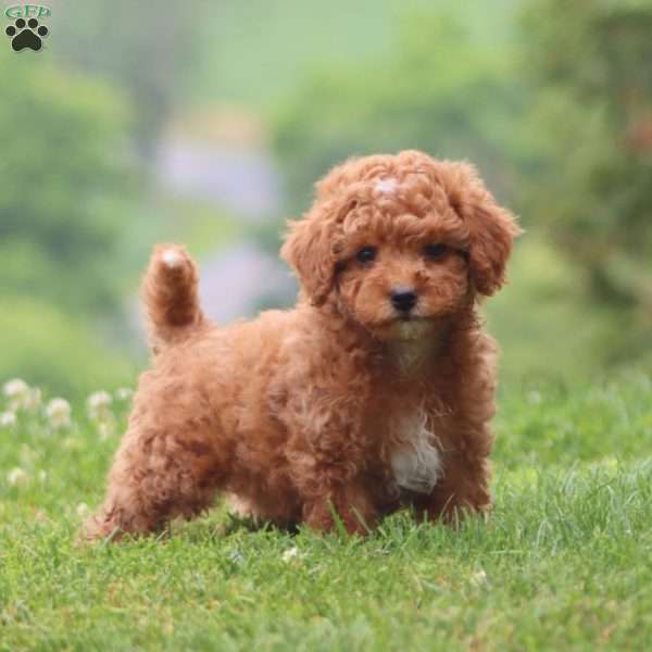 Carol, Cavapoo Puppy