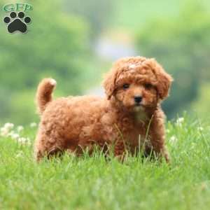 Carol, Cavapoo Puppy