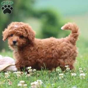 Carol, Cavapoo Puppy
