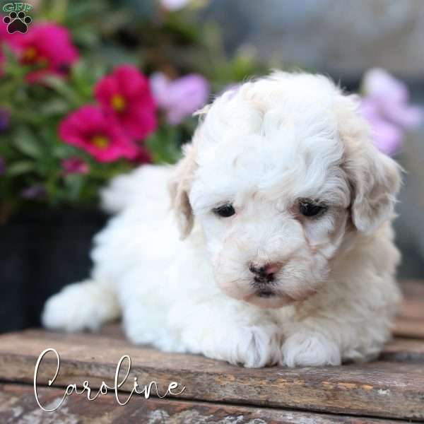 Caroline, Toy Poodle Mix Puppy