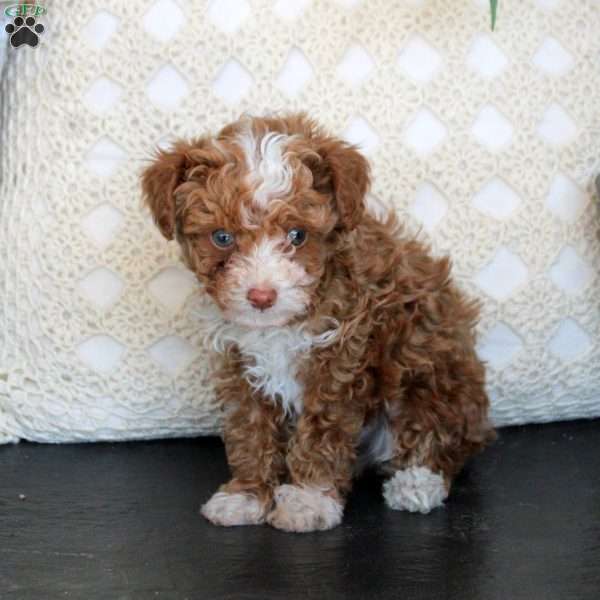 Carson, Toy Poodle Puppy