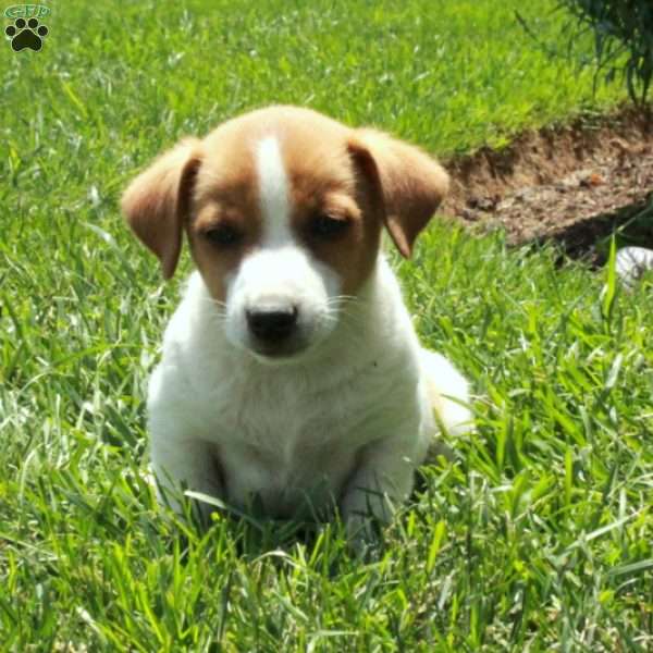 Carter, Jack Russell Terrier Puppy
