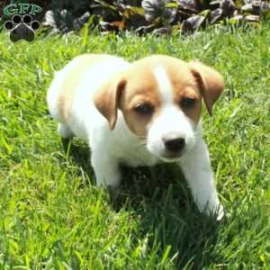 Carter, Jack Russell Terrier Puppy