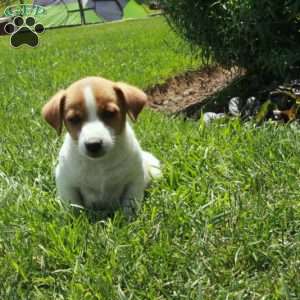 Carter, Jack Russell Terrier Puppy
