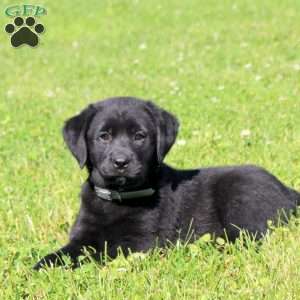新品　 Black Labrador ラブラドール　犬　ドッグ Black Labrador Retriever Puppies For Sale - Greenfield Puppies