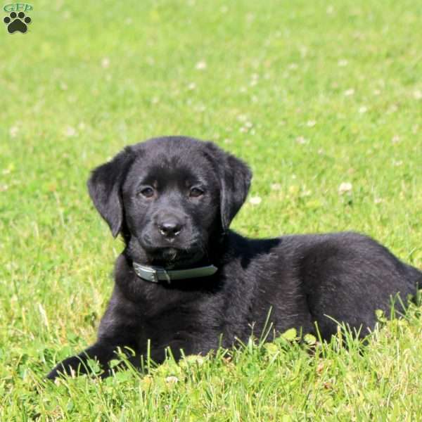 Casey, Black Labrador Retriever Puppy