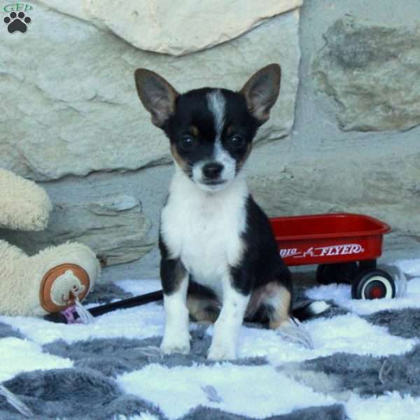 Casey, Chihuahua Puppy