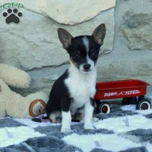 Casey, Chihuahua Puppy