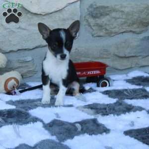 Casey, Chihuahua Puppy