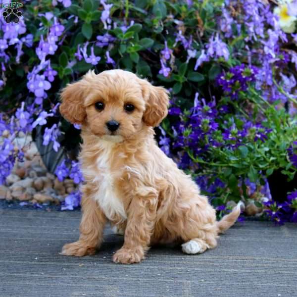 Casey, Cavapoo Puppy