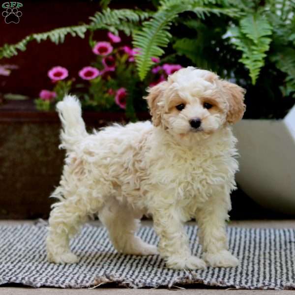 Casey, Havapoo Puppy