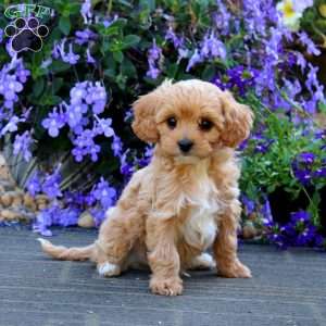 Casey, Cavapoo Puppy