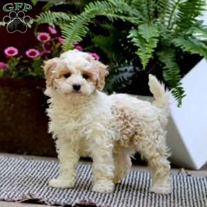 Casey, Havapoo Puppy
