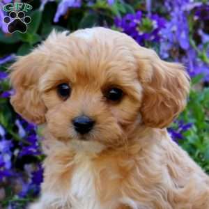 Casey, Cavapoo Puppy
