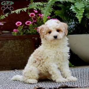 Casey, Havapoo Puppy