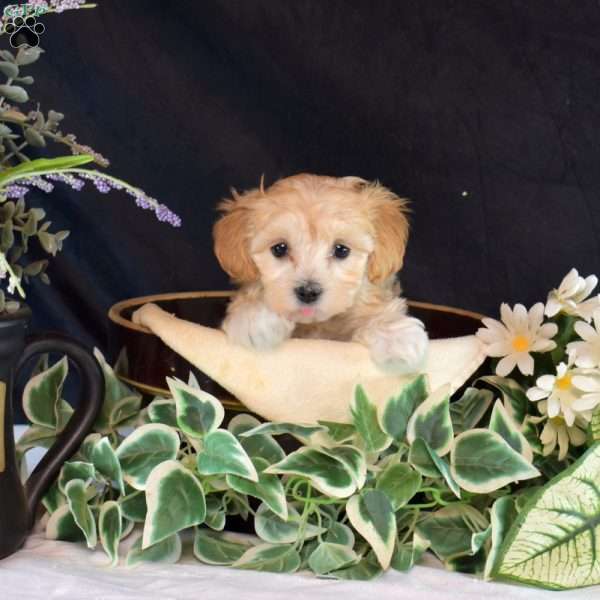 Cashmere, Maltipoo Puppy