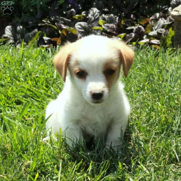 Casper, Jack Russell Terrier Puppy