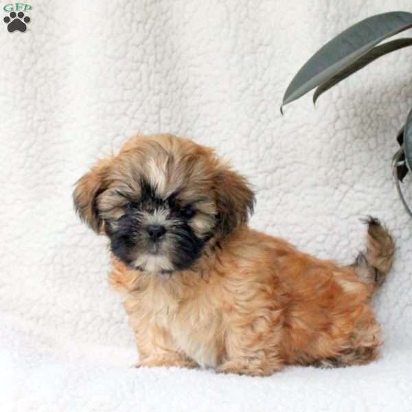 Caspian, Shih Tzu Puppy