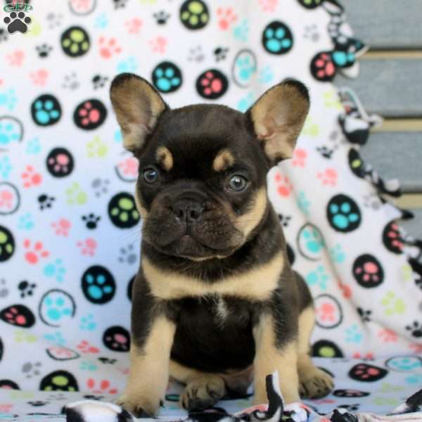 Caspian, French Bulldog Puppy