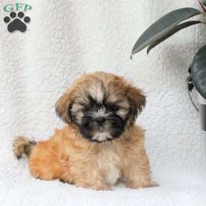 Caspian, Shih Tzu Puppy