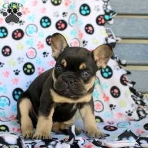 Caspian, French Bulldog Puppy