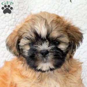 Caspian, Shih Tzu Puppy