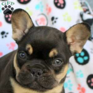Caspian, French Bulldog Puppy