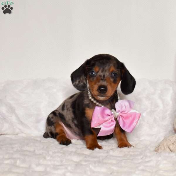 Cassidy, Dachshund Puppy