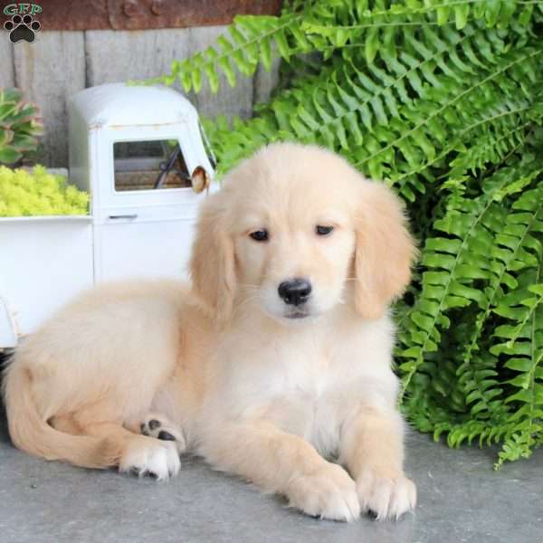 Cassidy, Golden Retriever Puppy
