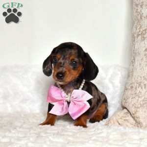 Cassidy, Dachshund Puppy