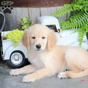 Cassidy, Golden Retriever Puppy