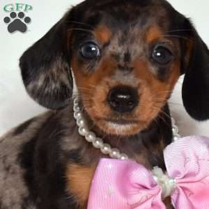 Cassidy, Dachshund Puppy