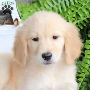 Cassidy, Golden Retriever Puppy