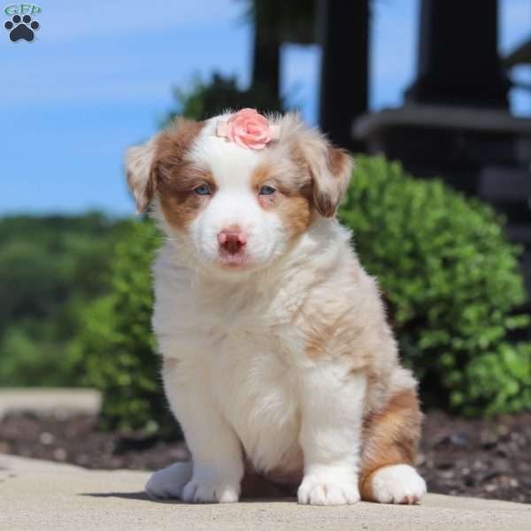 Cassie, Miniature Australian Shepherd Puppy