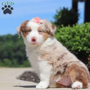 Cassie, Miniature Australian Shepherd Puppy