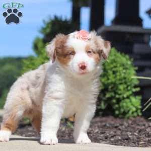 Cassie, Miniature Australian Shepherd Puppy