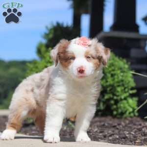 Cassie, Miniature Australian Shepherd Puppy