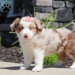 Cassie, Miniature Australian Shepherd Puppy