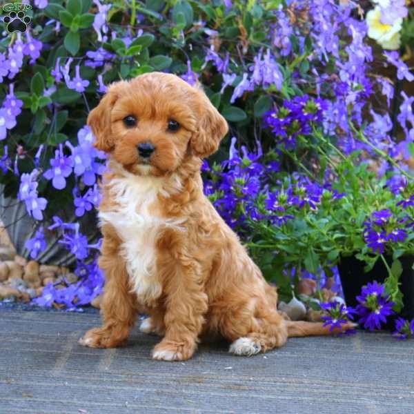 Cassie, Cavapoo Puppy
