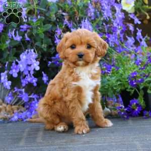 Cassie, Cavapoo Puppy