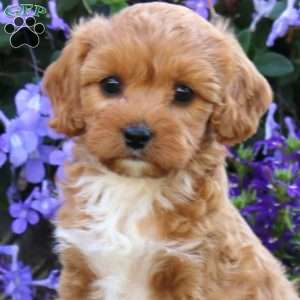 Cassie, Cavapoo Puppy