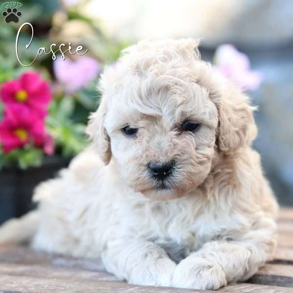 Cassie, Toy Poodle Mix Puppy