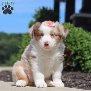 Cassie, Miniature Australian Shepherd Puppy