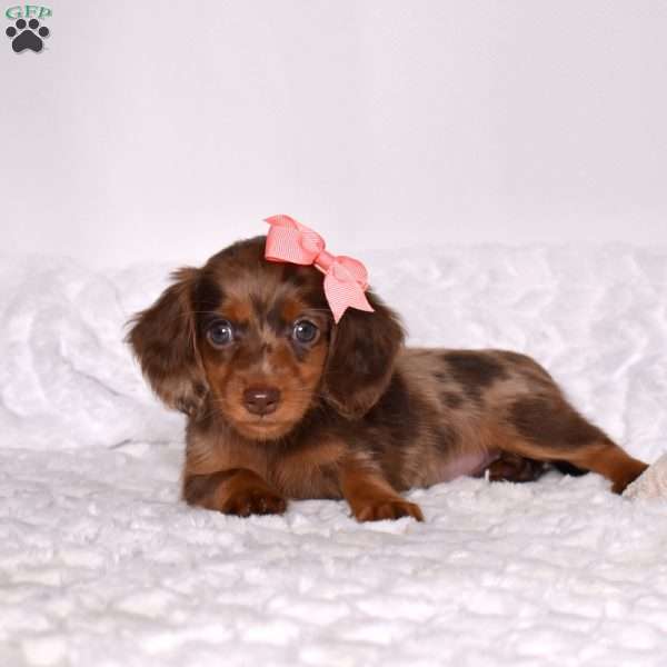 Cathy, Dachshund Puppy