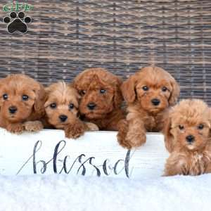 Abby, Cavapoo Puppy