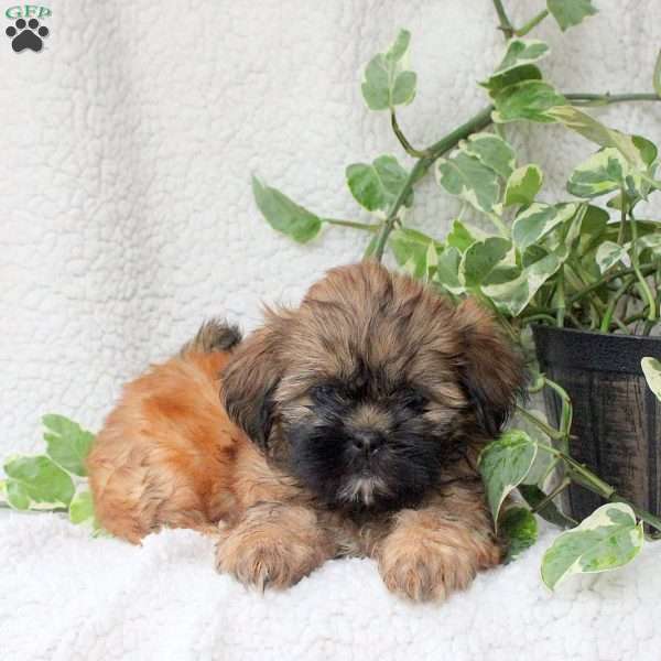 Cayla, Shih Tzu Puppy