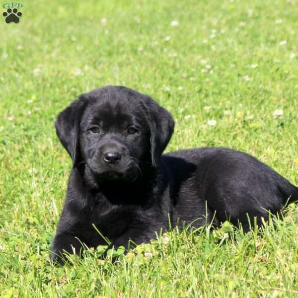 Cayla, Black Labrador Retriever Puppy