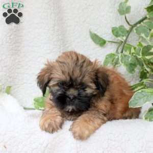 Cayla, Shih Tzu Puppy