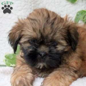 Cayla, Shih Tzu Puppy