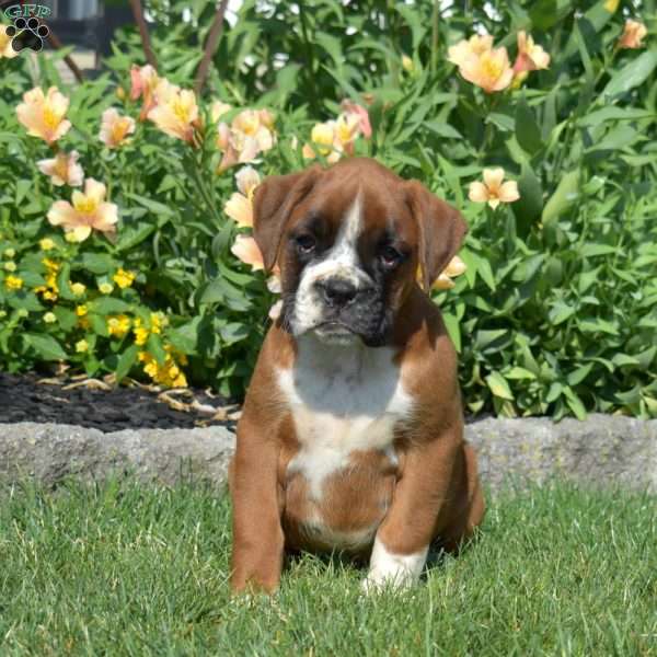 Cedar, Boxer Puppy